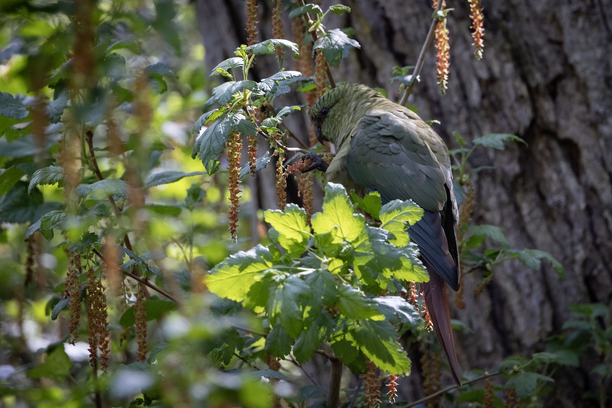 Austral Parakeet - Mouser Williams
