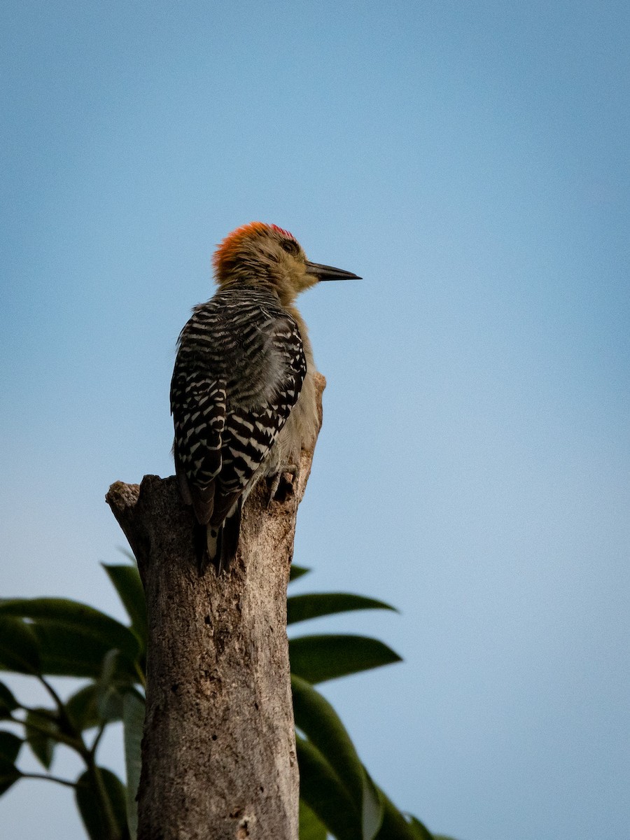 Red-crowned Woodpecker - ML616491811