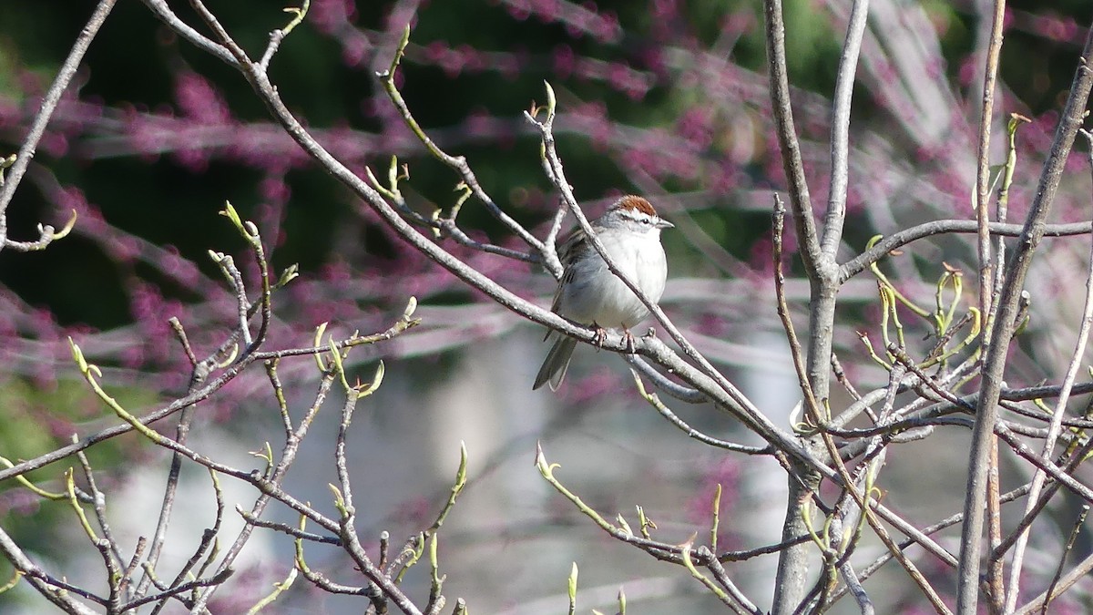 Chipping Sparrow - Ginger Hays