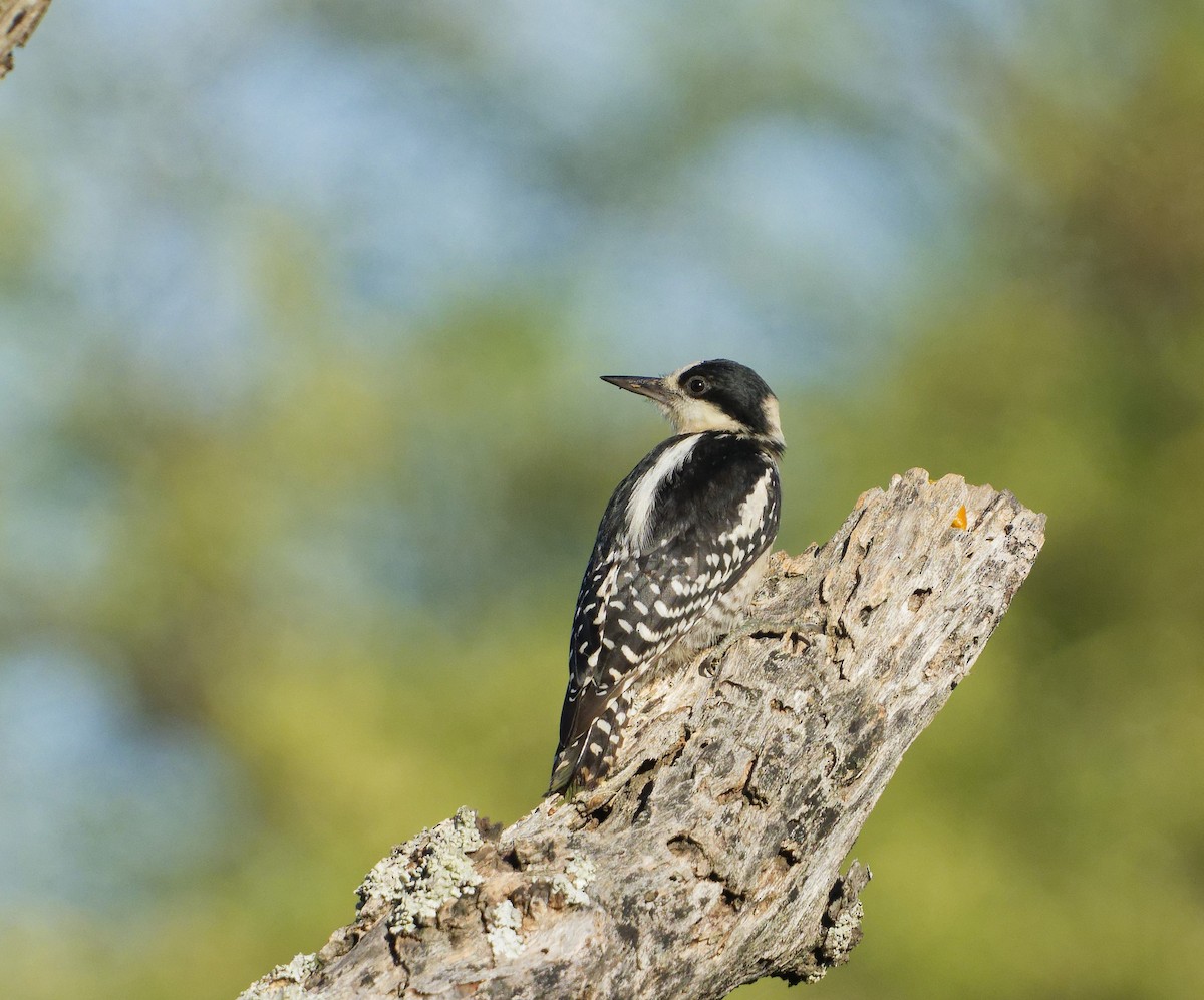 White-fronted Woodpecker - ML616491948