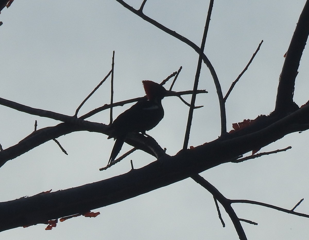 Lineated Woodpecker - ML616491955