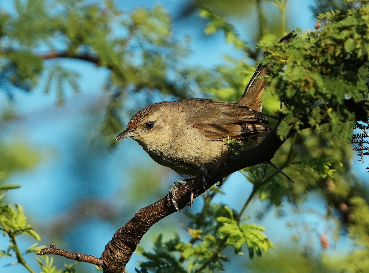 Little Thornbird - Gustavo Acerenza