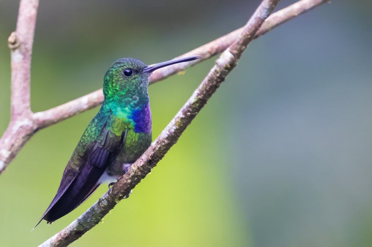 Purple-chested Hummingbird - ML616491966