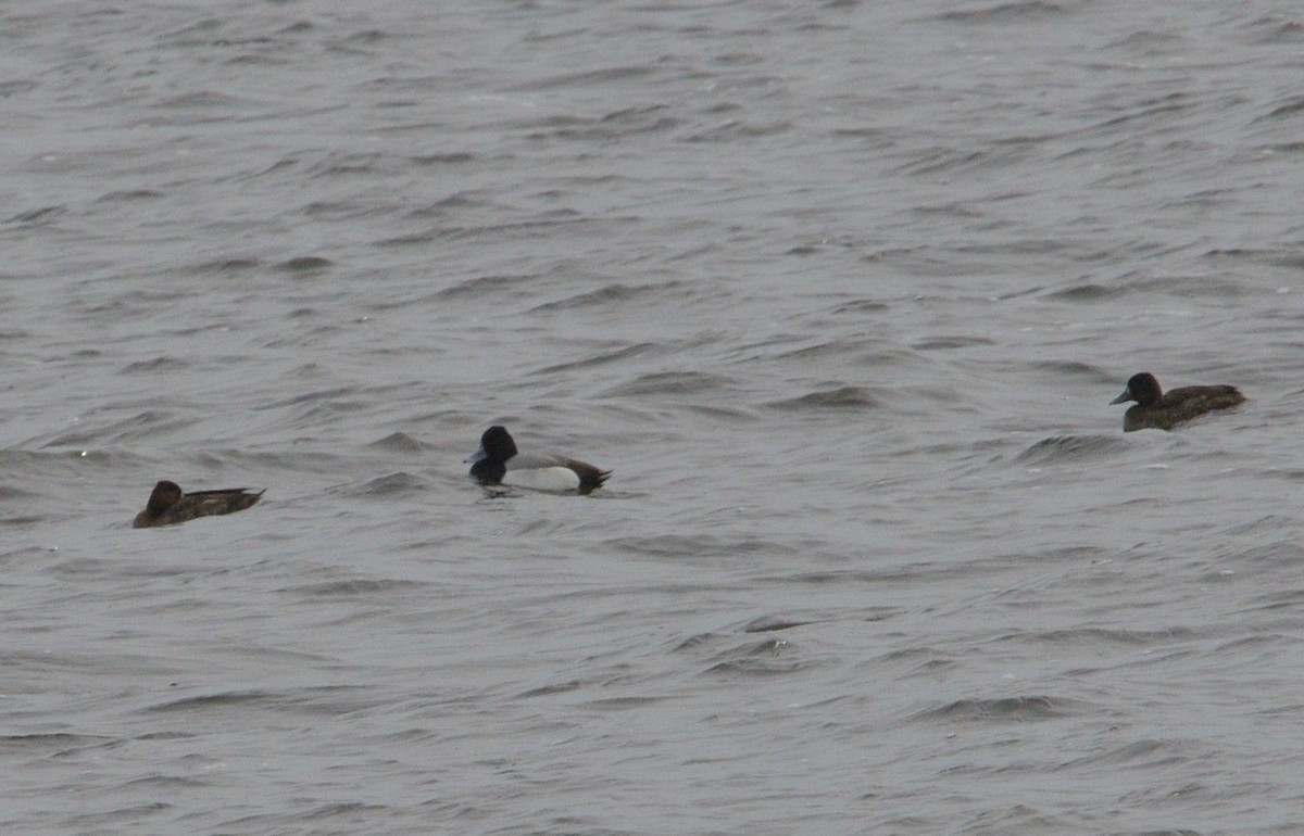Greater Scaup - ML616491984