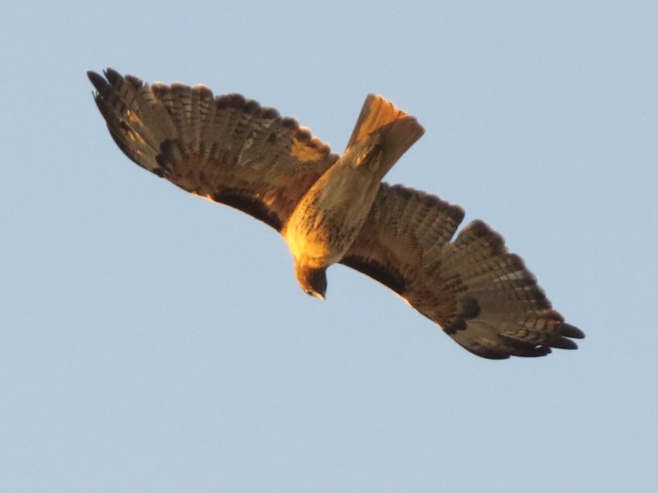 Red-tailed Hawk - ML616491994