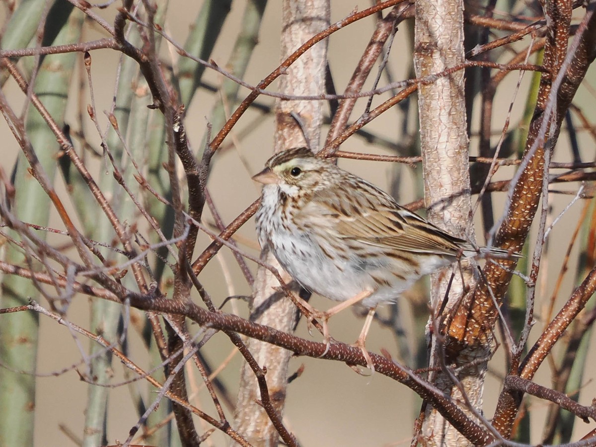 Savannah Sparrow - ML616492007