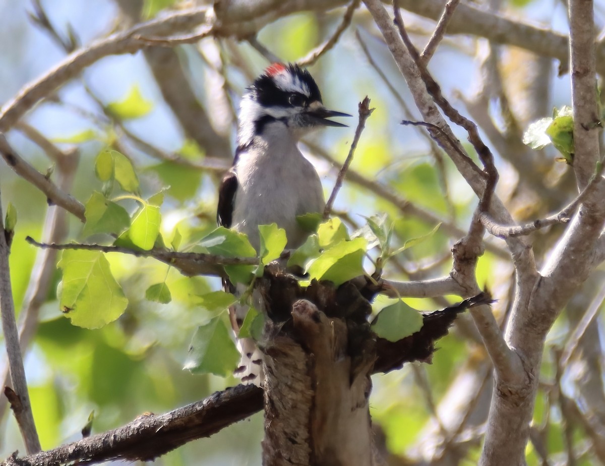 Downy Woodpecker - ML616492030