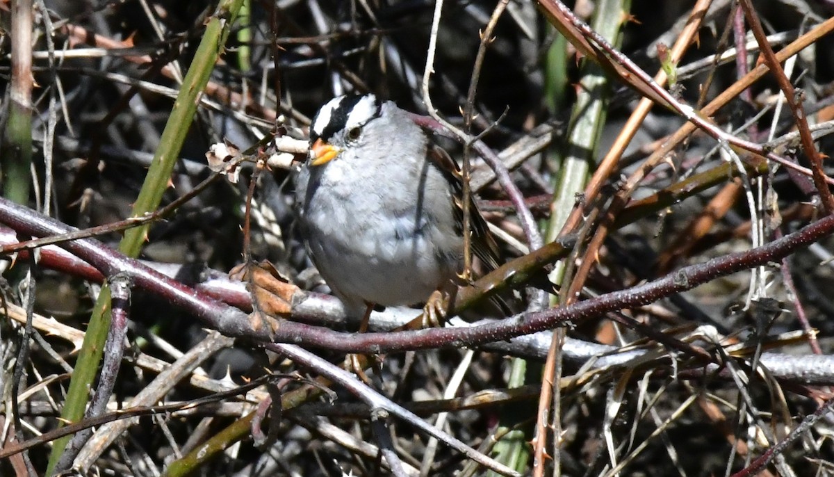 White-crowned Sparrow - Elke Davis