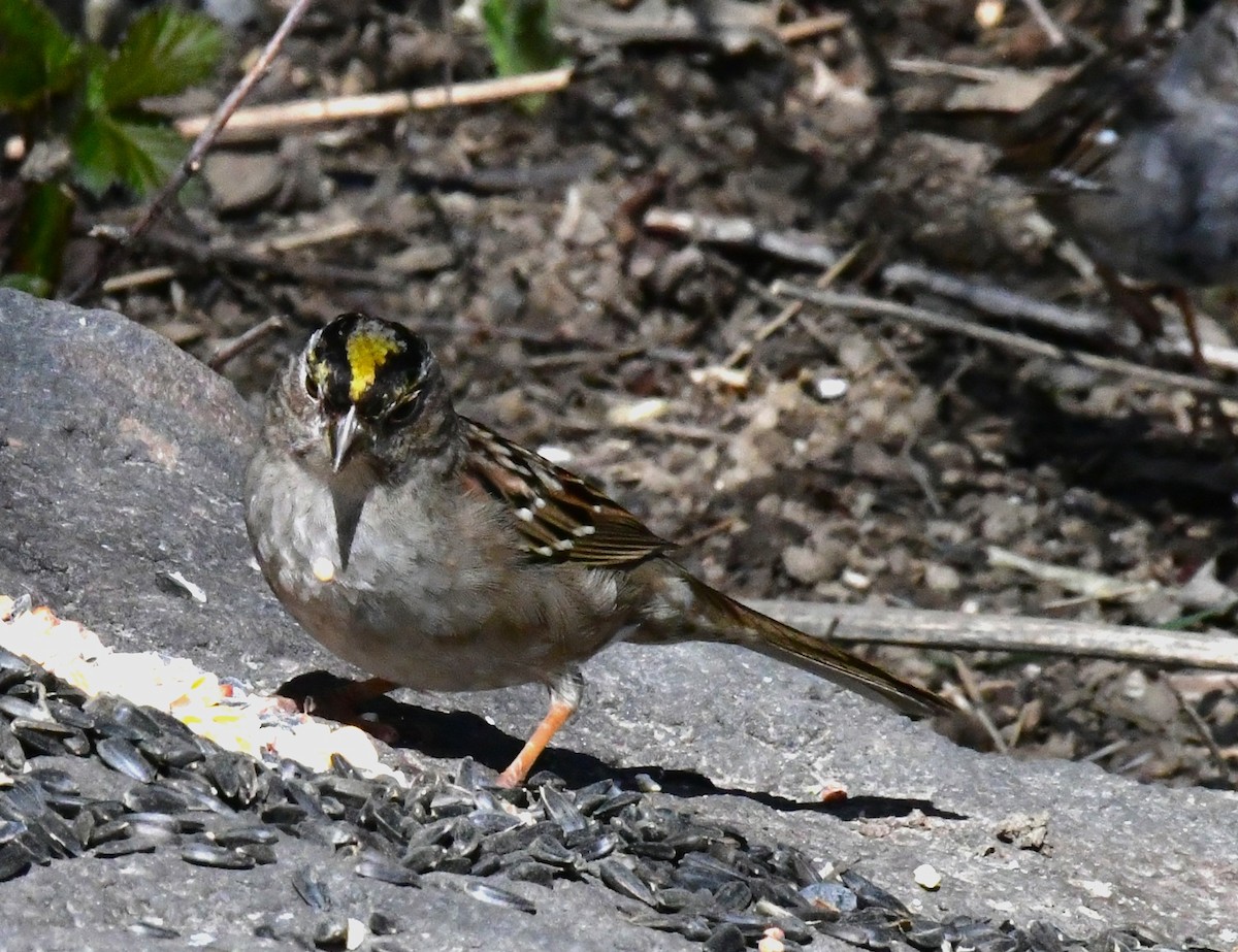 Golden-crowned Sparrow - Elke Davis