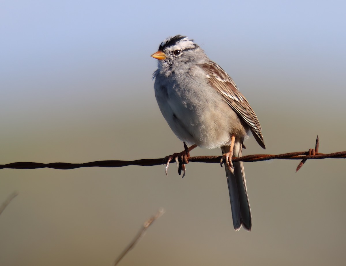 White-crowned Sparrow - ML616492124
