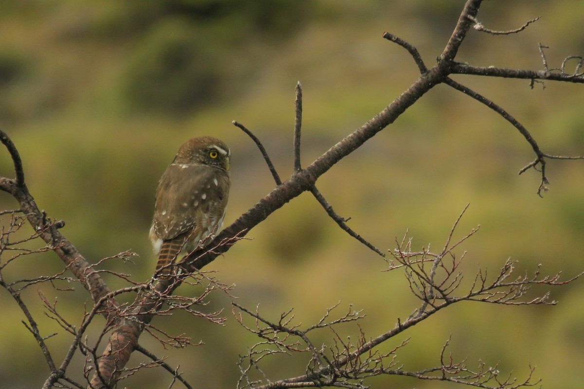 Austral Pygmy-Owl - Cristina Ríos
