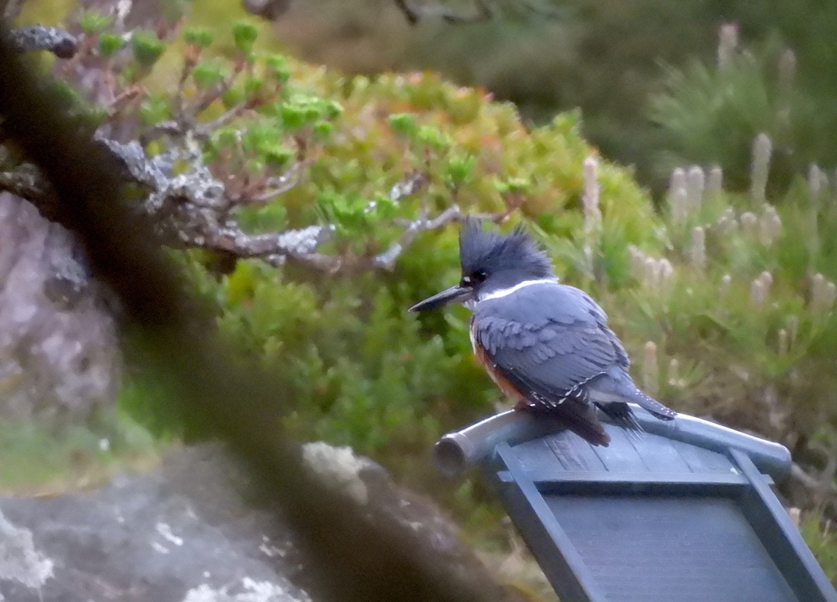 Belted Kingfisher - ML616492234