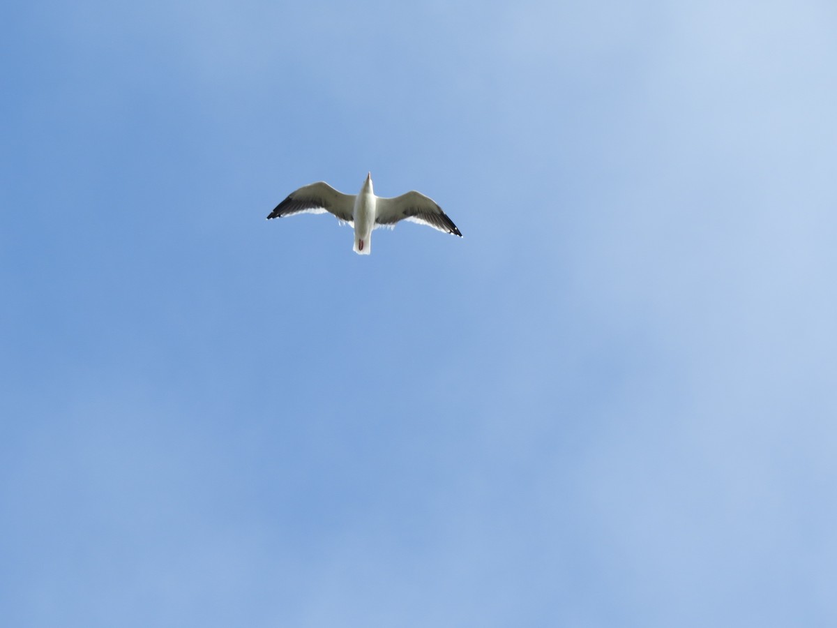 Western Gull - GLORIA GWYNNE