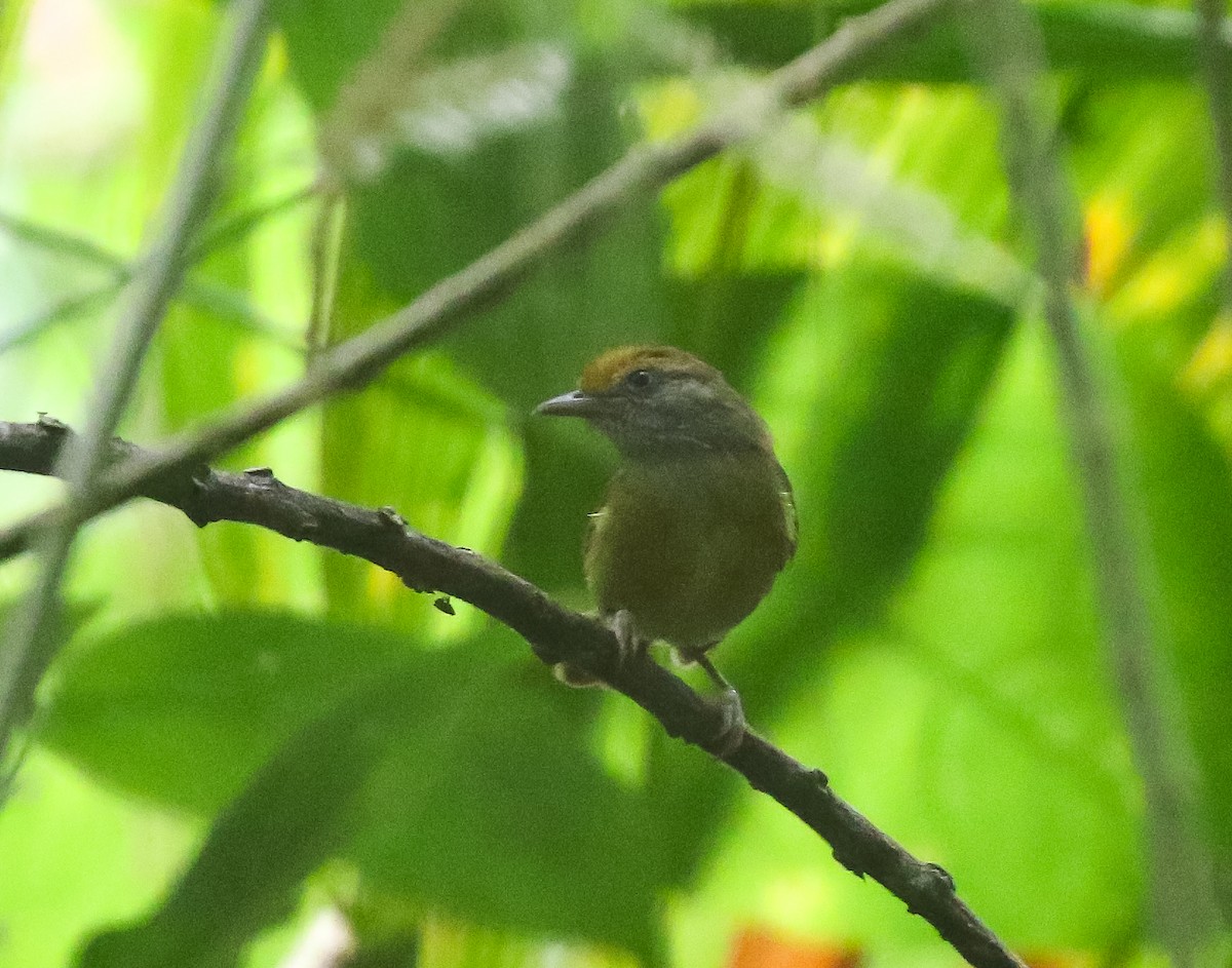 Tawny-crowned Greenlet - ML616492350