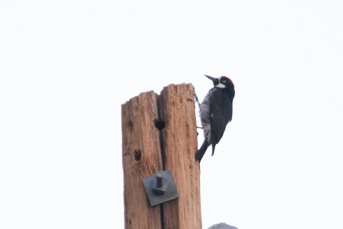Acorn Woodpecker - ML616492383