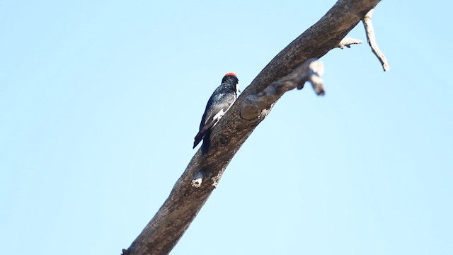 Acorn Woodpecker - ML616492420