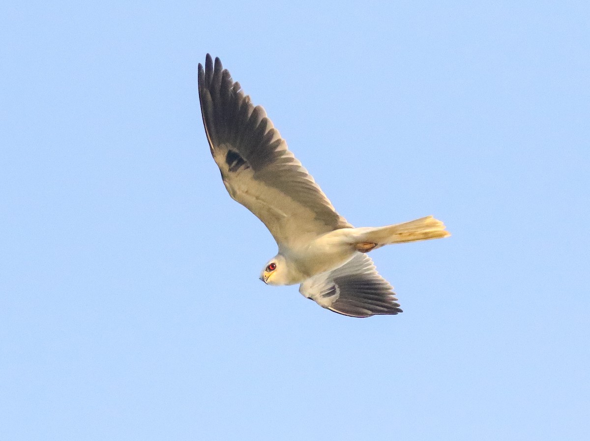 White-tailed Kite - Skye Haas