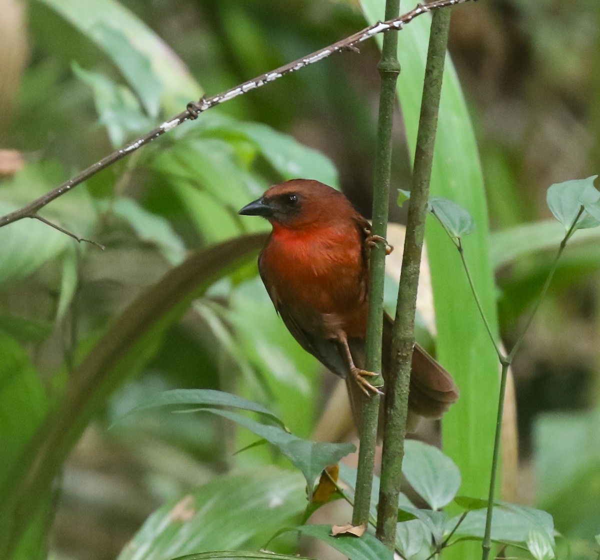 Red-throated Ant-Tanager - ML616492684