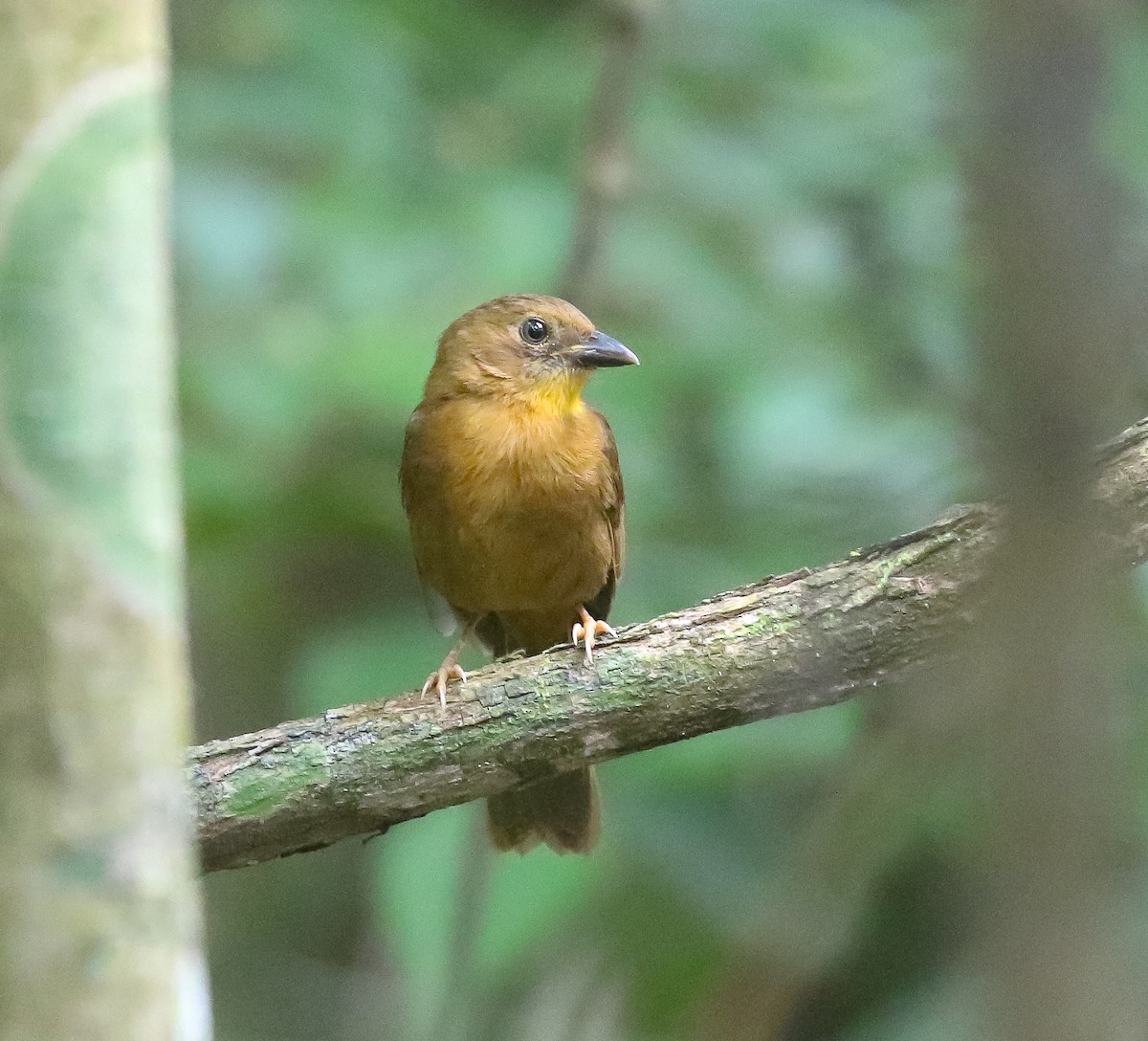 Red-throated Ant-Tanager - Skye Haas