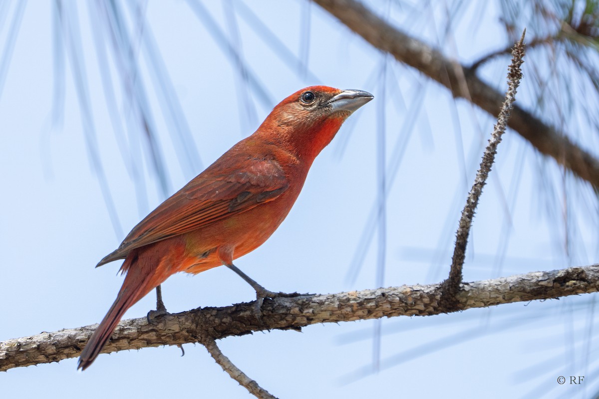 Hepatic Tanager (Northern) - ML616492764