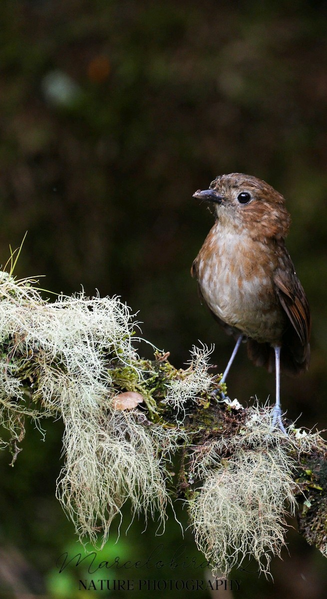 Brown-banded Antpitta - ML616492772