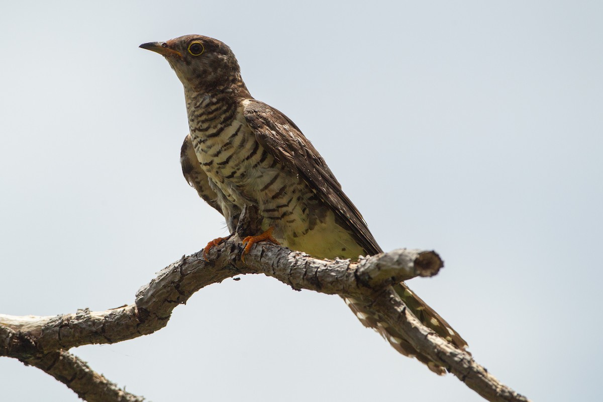 Oriental Cuckoo - ML616492817