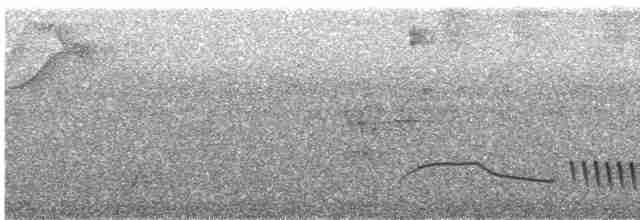 Troglodyte coraya - ML616492971