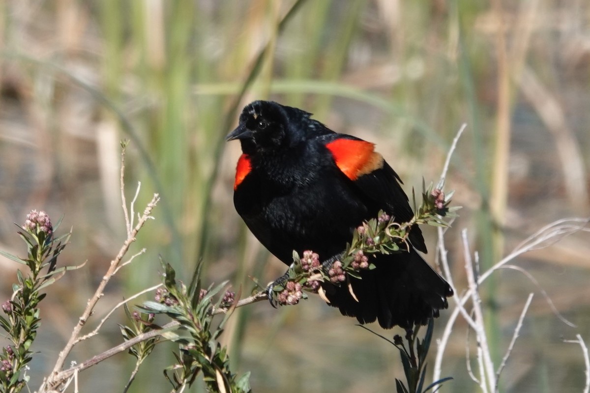 Red-winged Blackbird - ML616493021