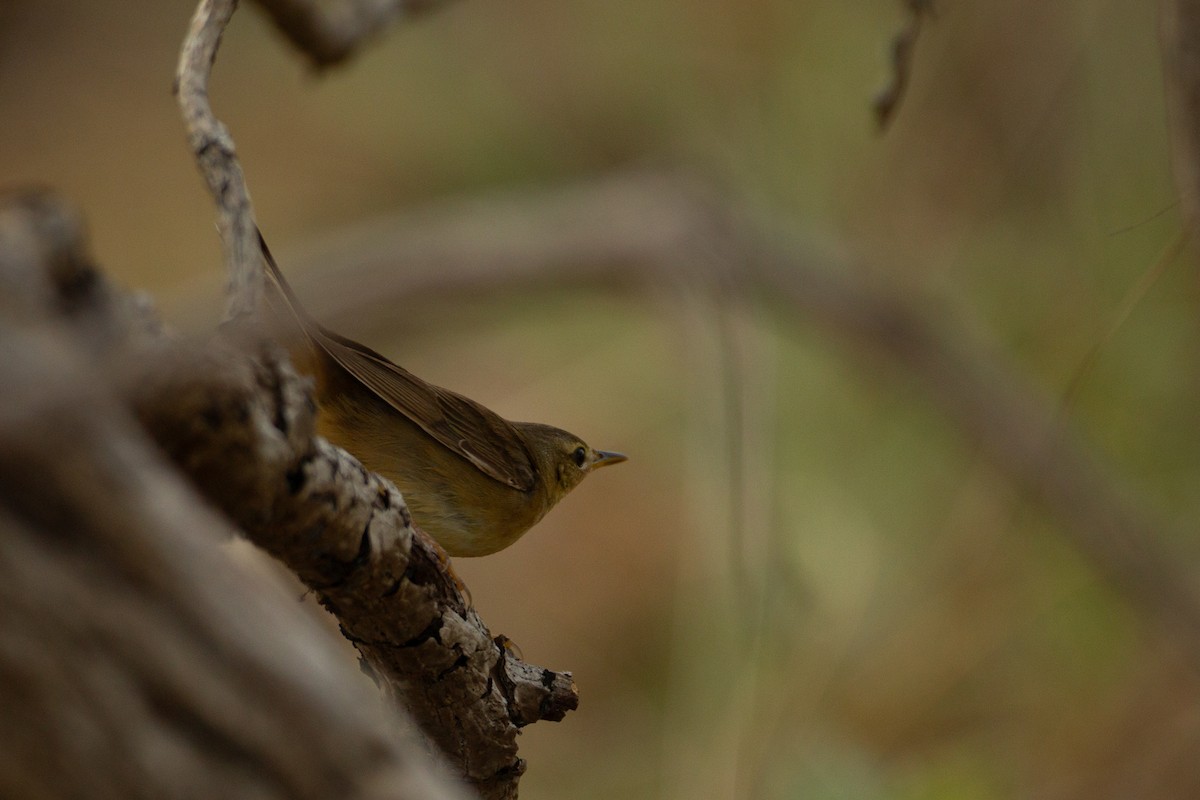 Middendorff's Grasshopper Warbler - ML616493115