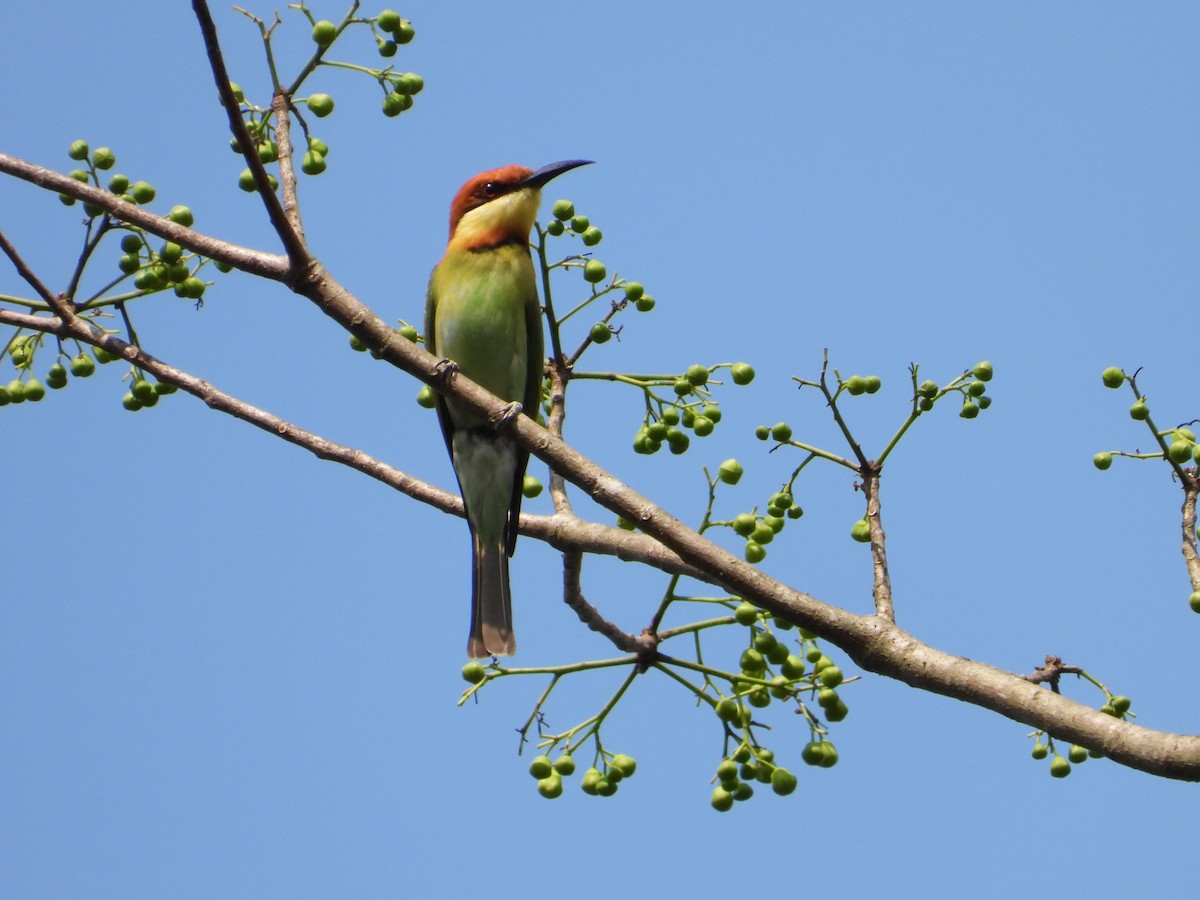 Chestnut-headed Bee-eater - ML616493168