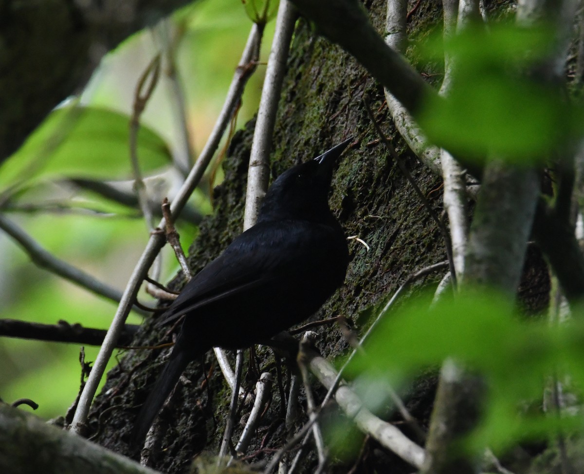 Jamaican Blackbird - ML616493263