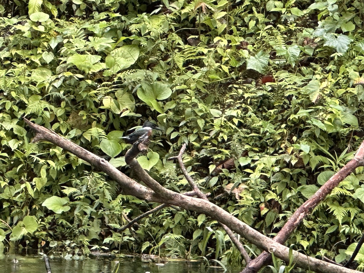 Amazon Kingfisher - ML616493301
