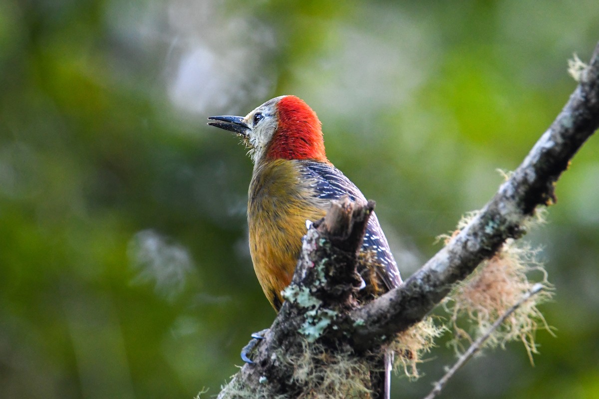 Jamaican Woodpecker - ML616493342