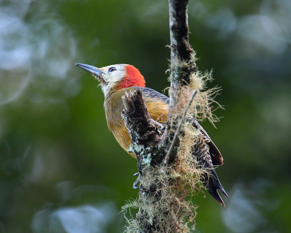 Jamaican Woodpecker - David Chernack