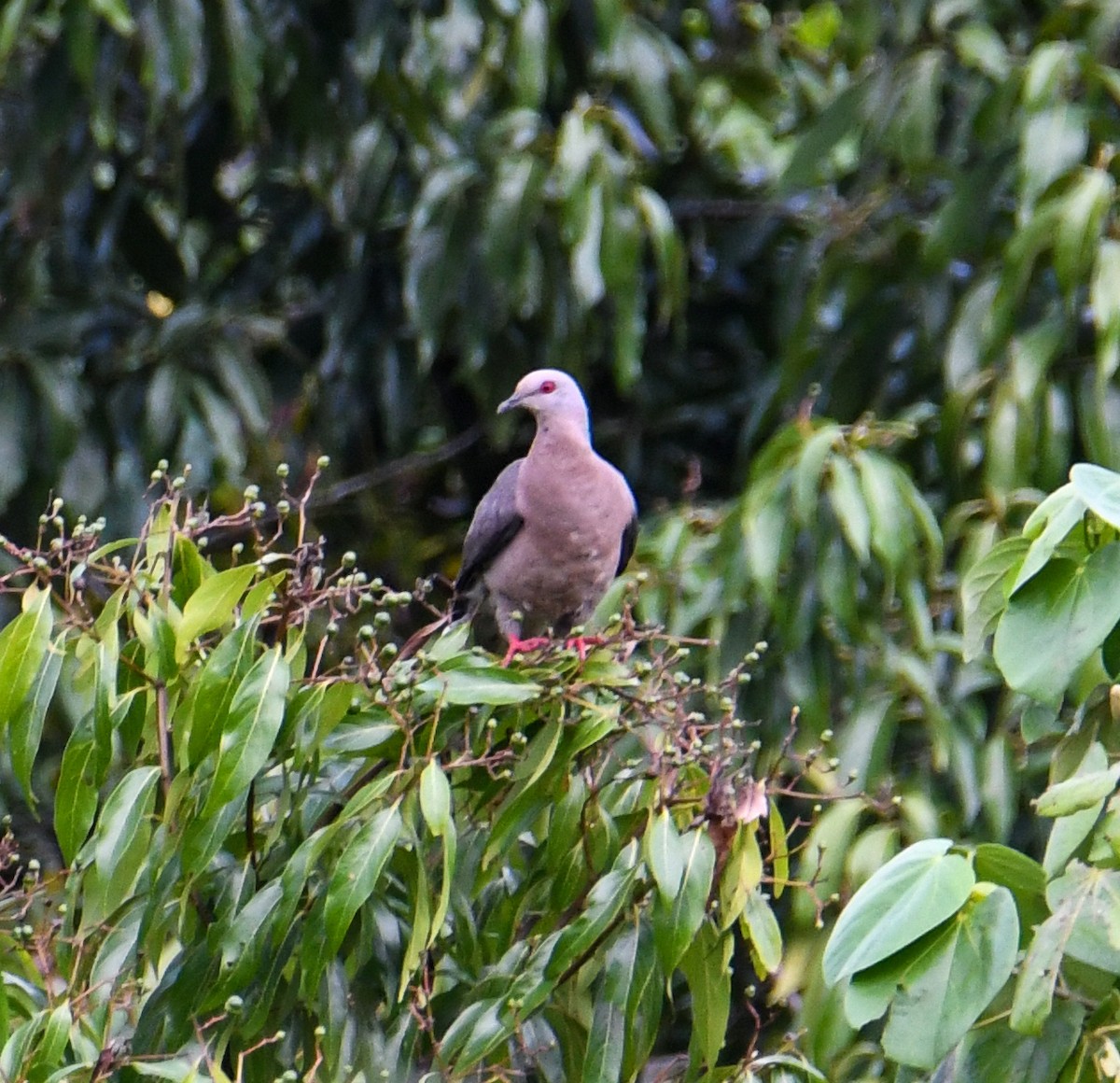 Ямайский голубь - ML616493579