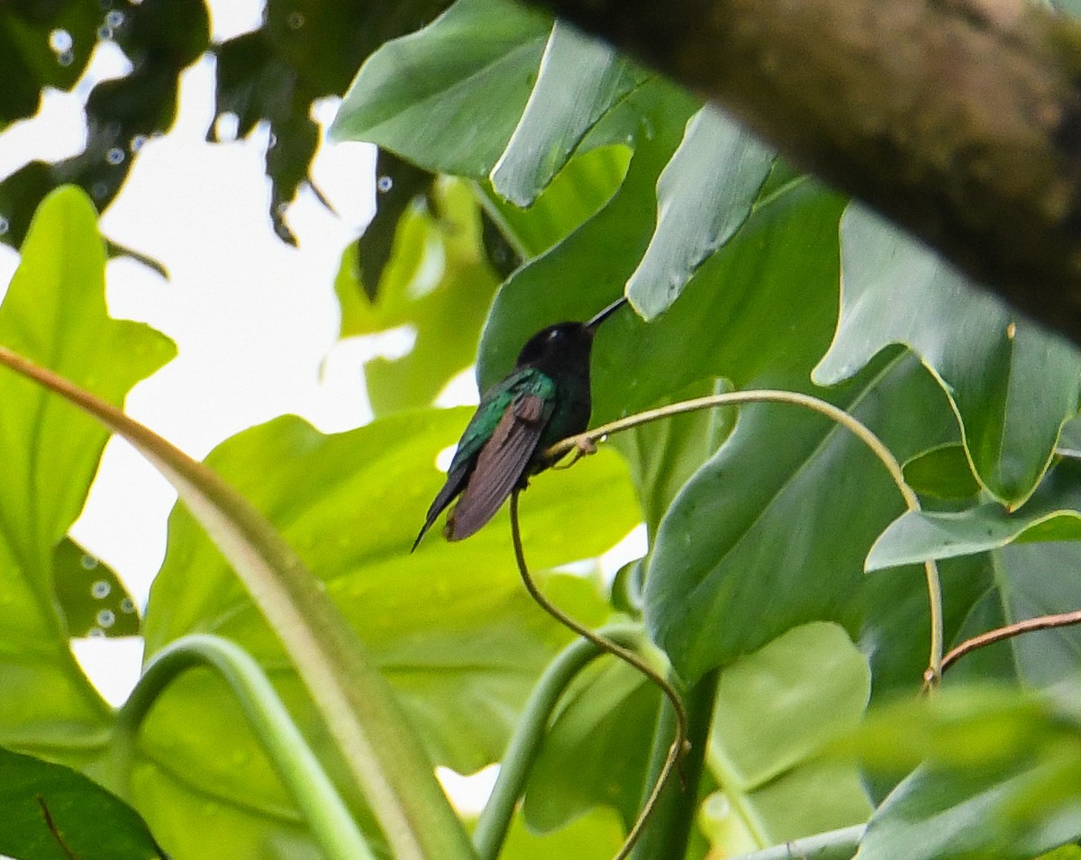 kolibřík černozobý - ML616493628