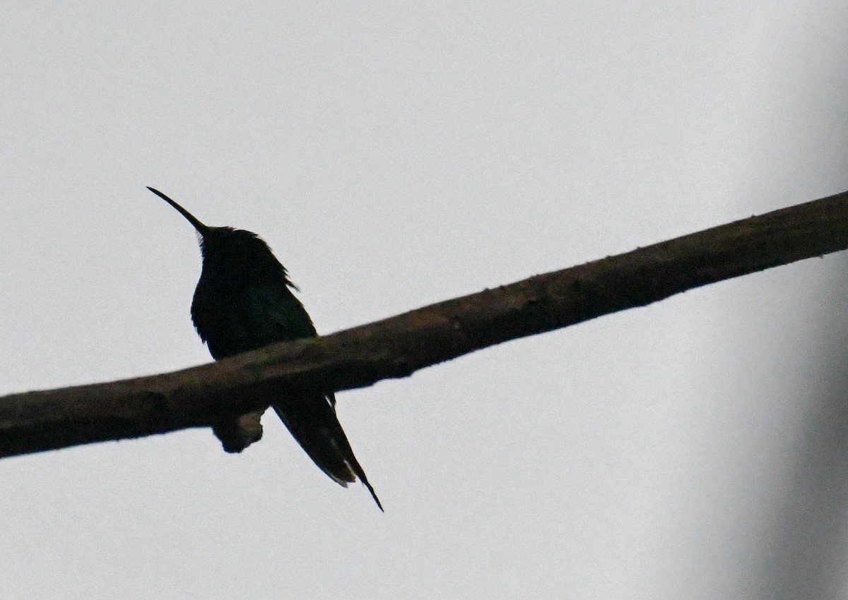 kolibřík černozobý - ML616493629