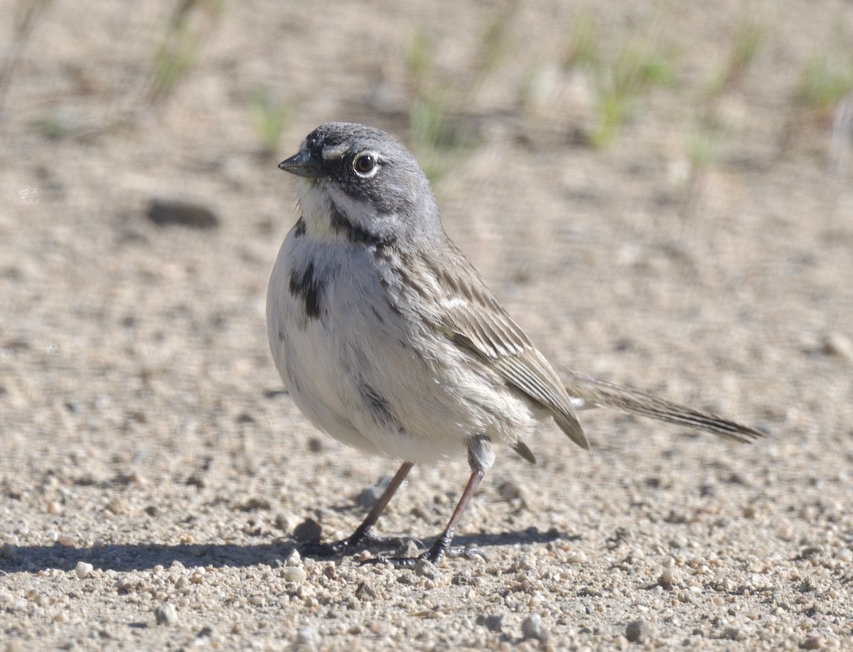 Bell's Sparrow (canescens) - ML616493703