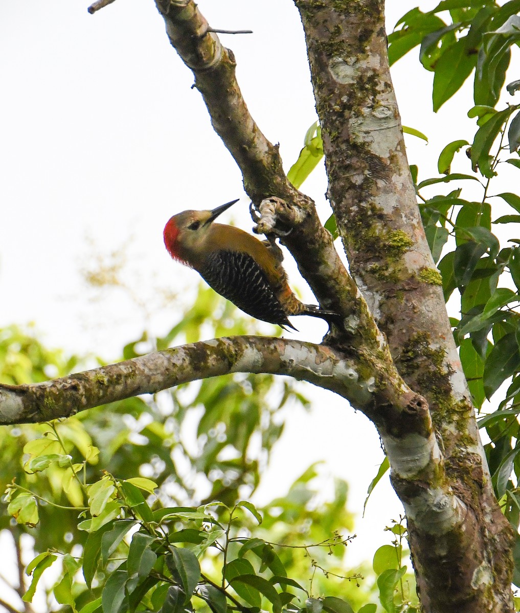 Jamaican Woodpecker - ML616493711