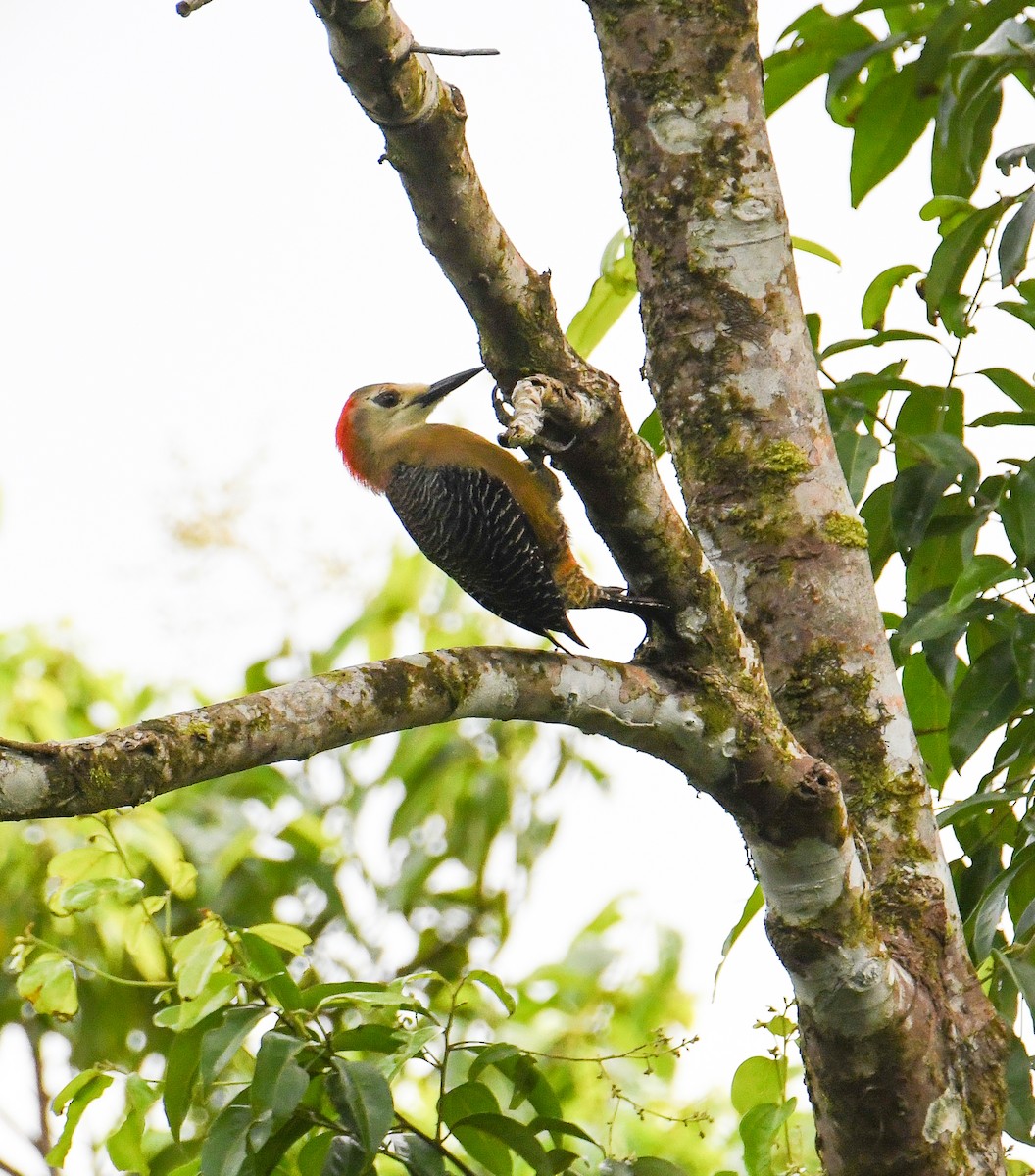 Jamaican Woodpecker - ML616493712