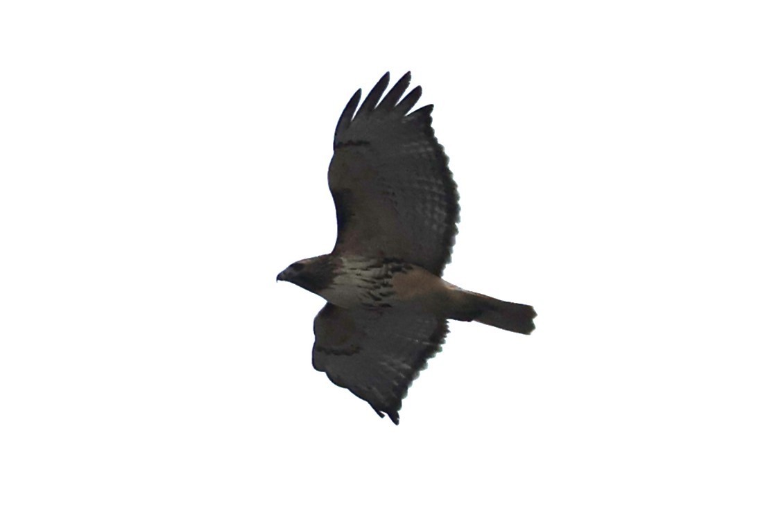 Red-tailed Hawk (abieticola) - Chad Cornish