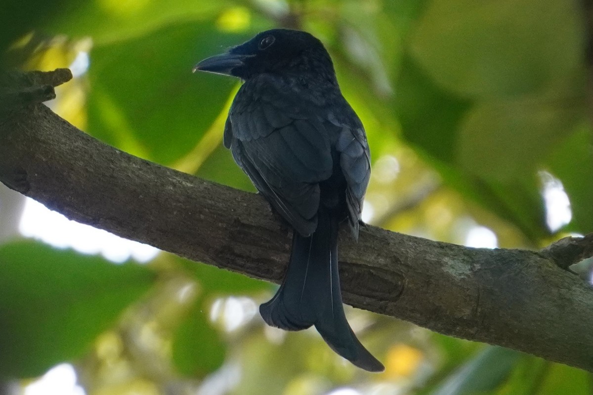 Greater Racket-tailed Drongo - ML616493719