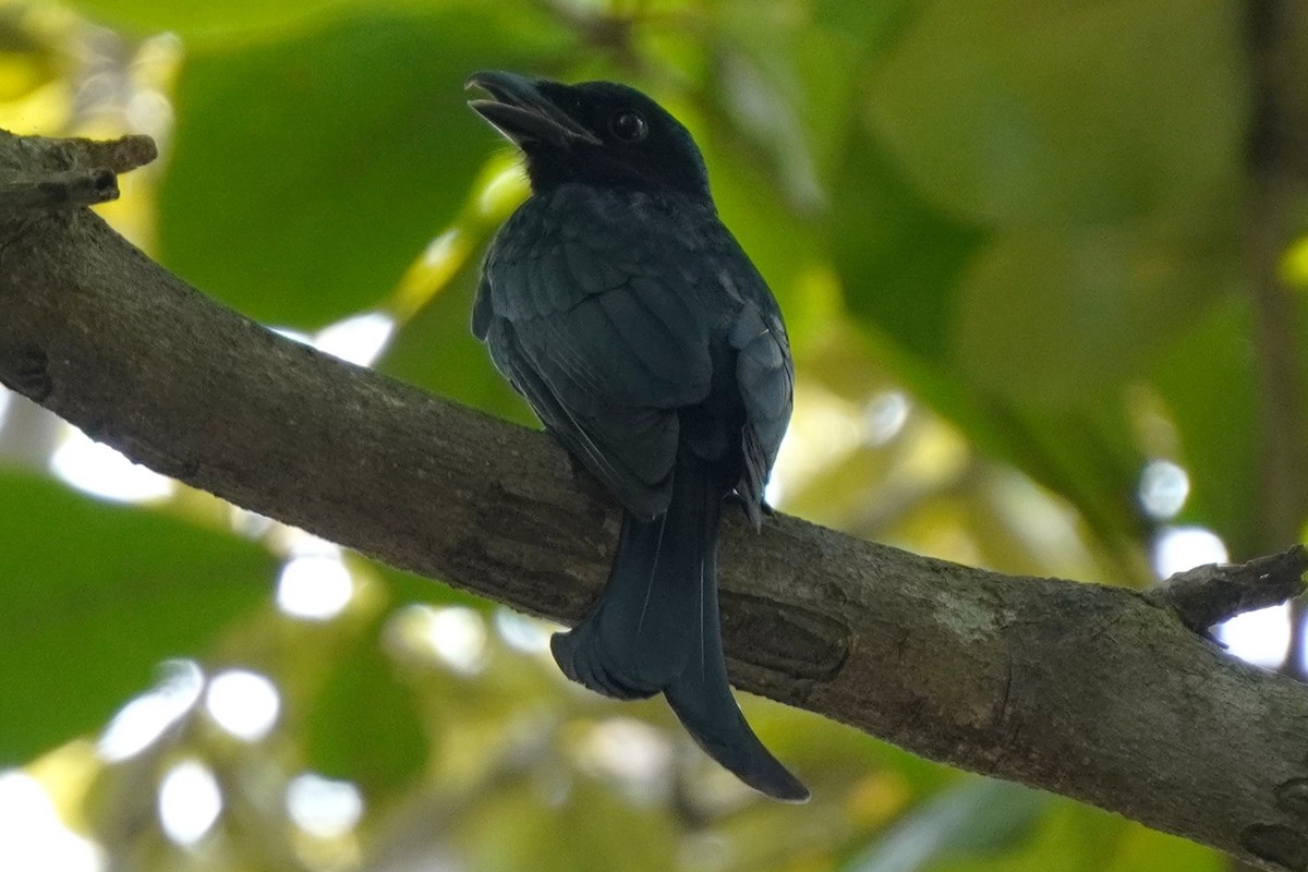 Greater Racket-tailed Drongo - Tracy Heng