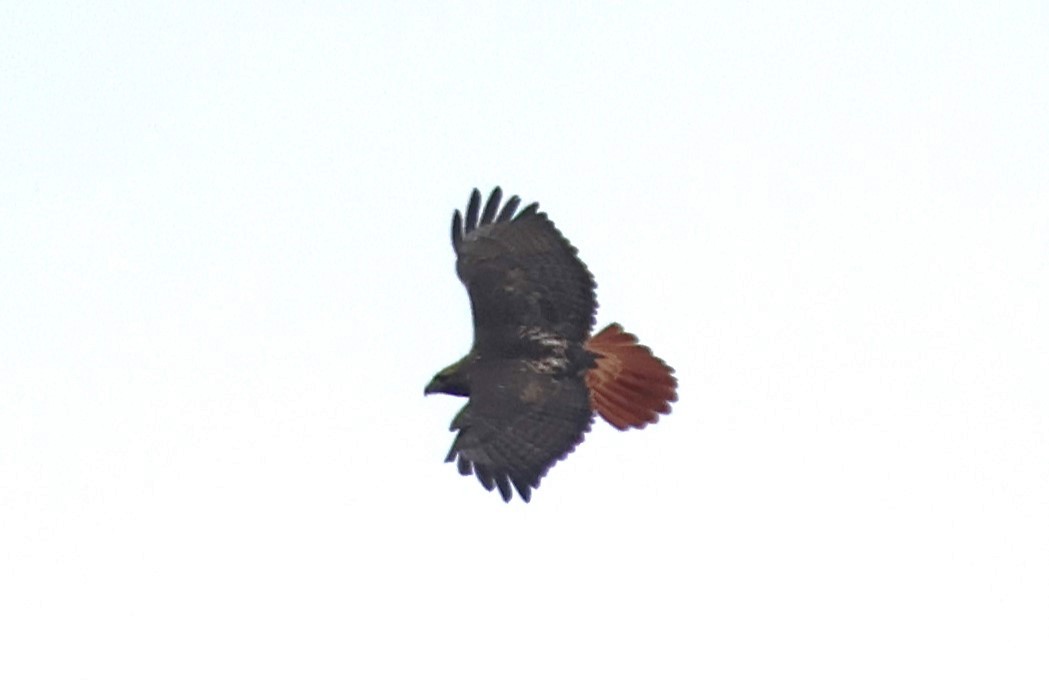 Red-tailed Hawk (abieticola) - ML616493786