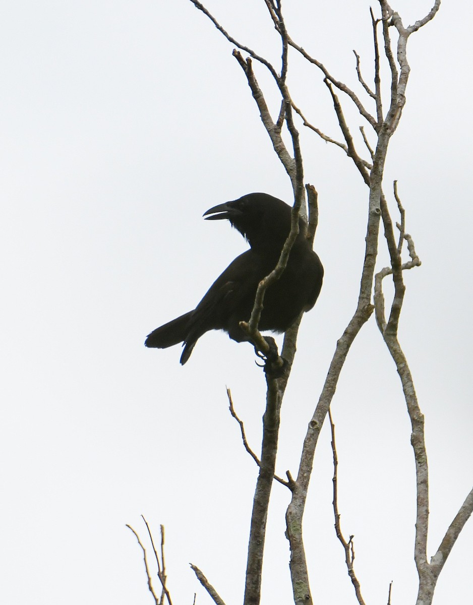 Jamaican Crow - ML616493801