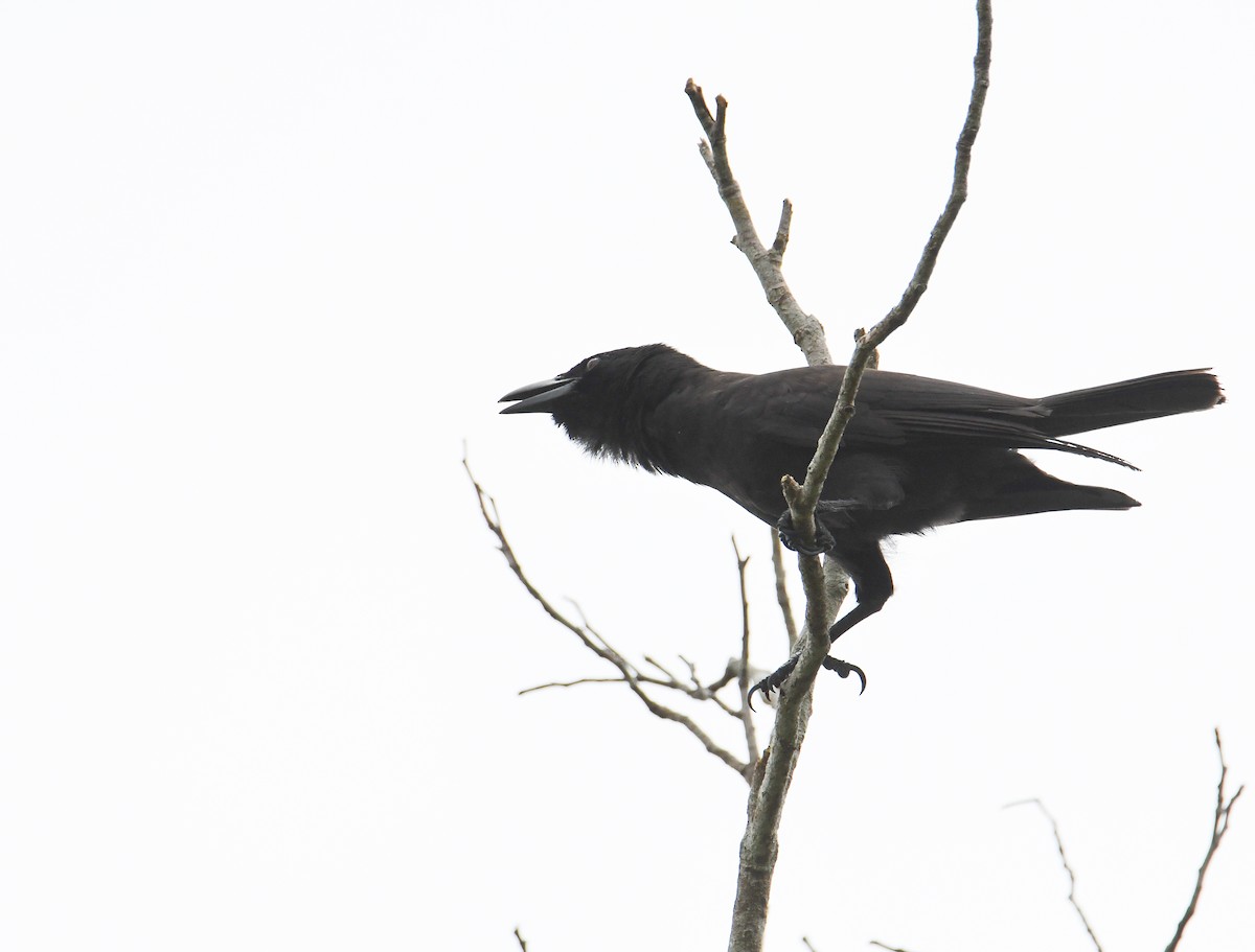 Jamaican Crow - ML616493804