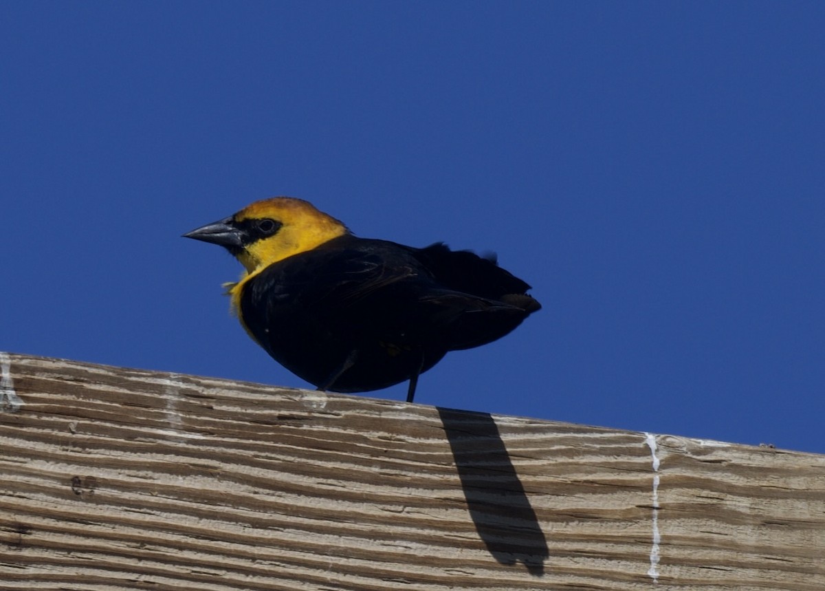 Yellow-headed Blackbird - ML616493959