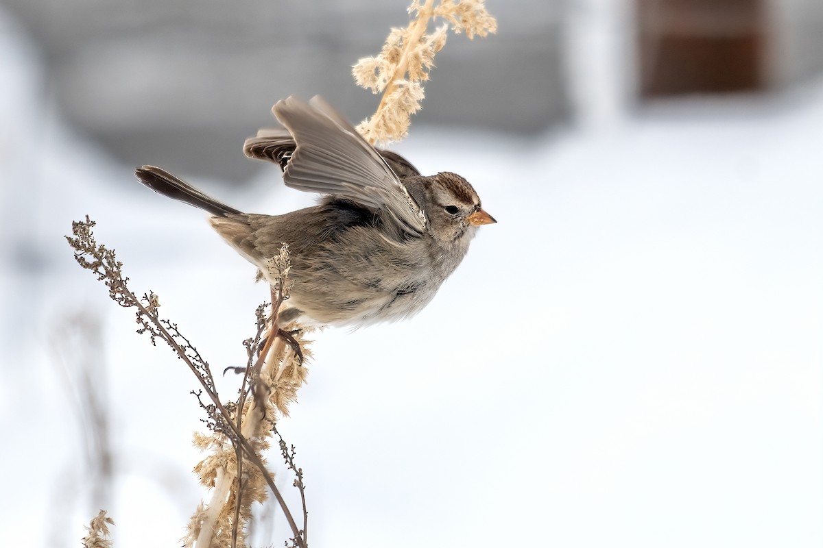 White-crowned Sparrow - ML616493990