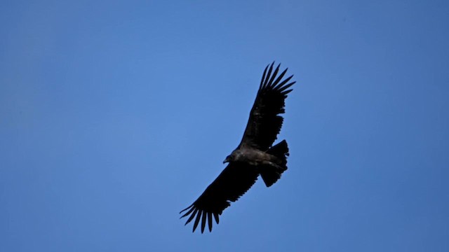 Andean Condor - ML616494085