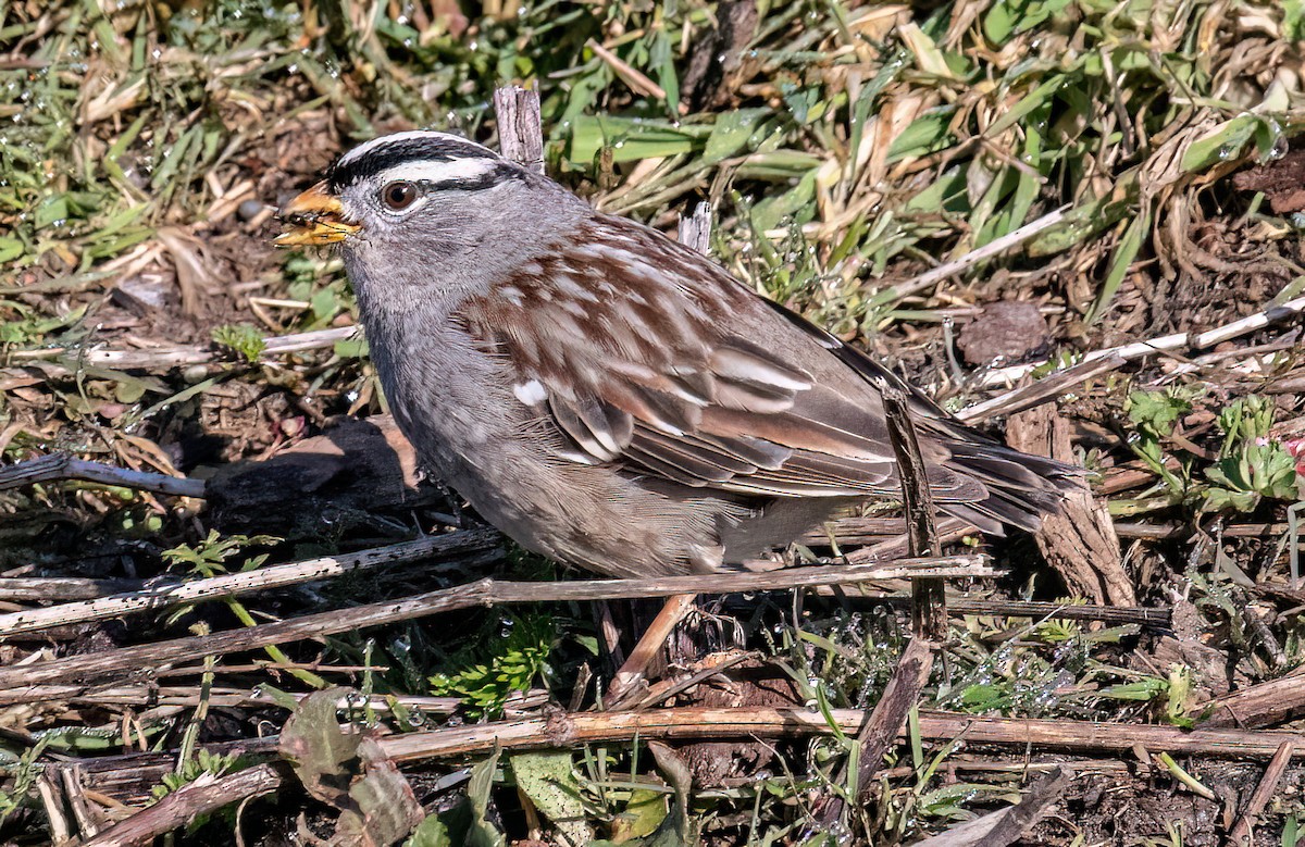 White-crowned Sparrow - Jeff Todoroff
